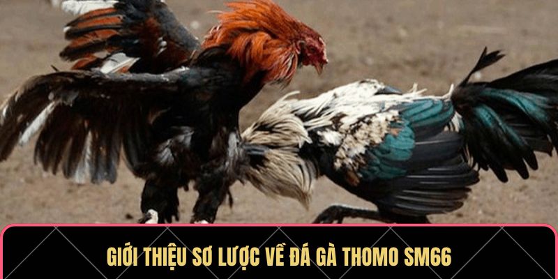 Giới thiệu sơ lược về đá gà Thomo SM66