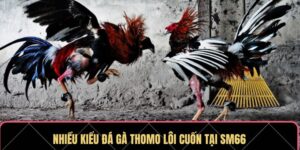 Nhiều kiểu đá gà Thomo lôi cuốn tại SM66
