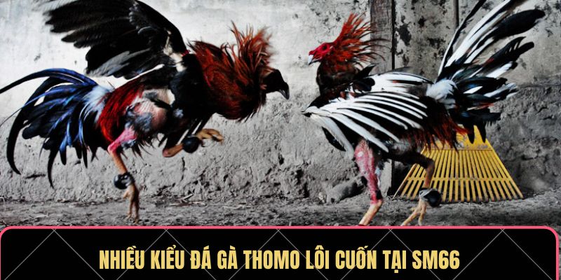 Nhiều kiểu đá gà Thomo lôi cuốn tại SM66