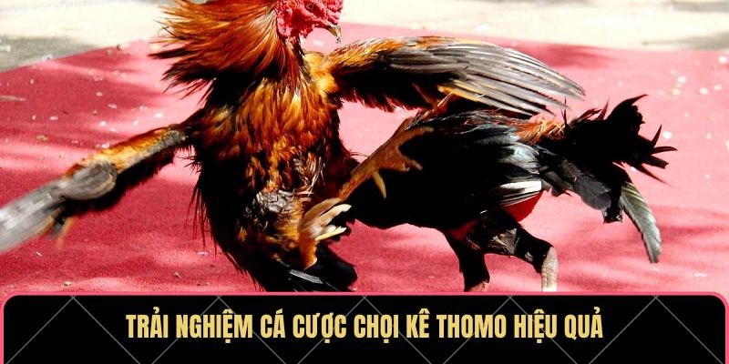 Trải nghiệm cá cược chọi kê Thomo hiệu quả
