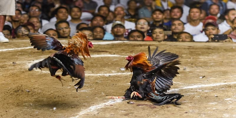 Chấp cựa trong đá gà