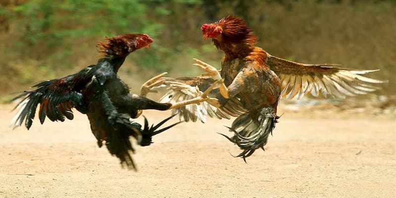 Lý do cần luật chấp trong đá gà?
