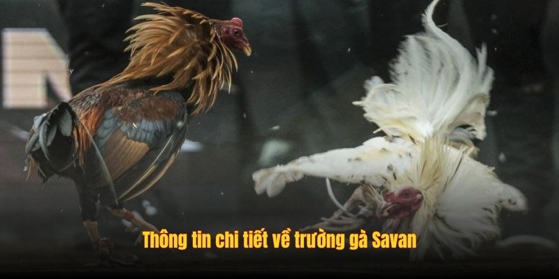Thông tin chi tiết về trường gà Savan