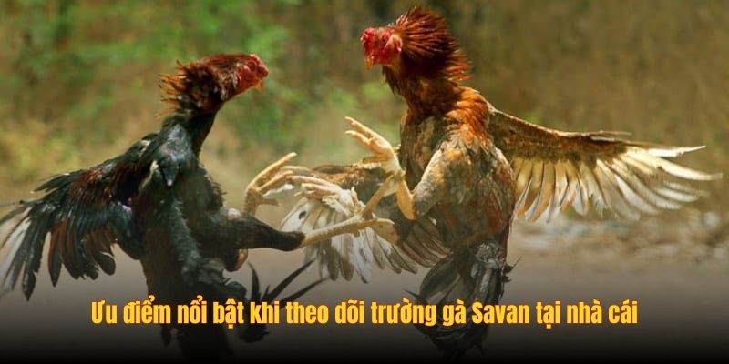 Ưu điểm nổi bật khi theo dõi trường gà Savan tại nhà cái