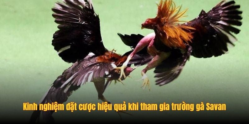 Kinh nghiệm đặt cược hiệu quả khi tham gia trường gà Savan