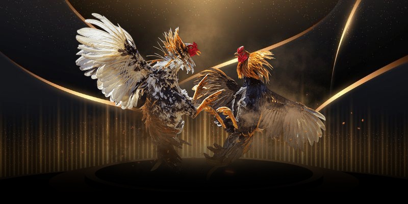 Luật chơi chọi gà Philippines chi tiết và chuẩn xác nhất 2025