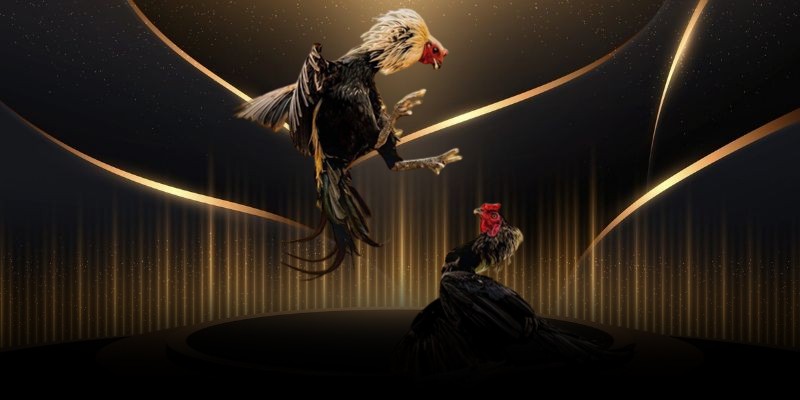 Những kèo cược đá gà Philippines có số lượng người quan tâm đông nhất