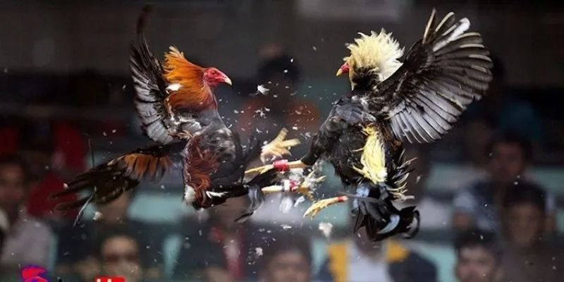 Những loại hình đá gà 99OK phổ biến