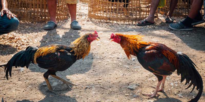 Nhiều trận đấu kê hấp dẫn diễn ra mỗi ngày