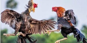 Tổng quan về đá gà cựa dao tại DAGA