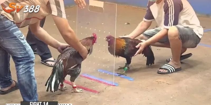 Các chiến kê mang lại nhiều lợi nhuận cho người chơi