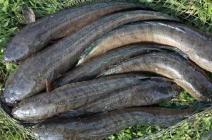 Thức ăn của cá sộp