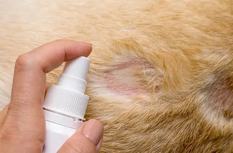 Xịt trị nấm Fungikur