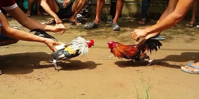Bỏ túi đường lối chiến đấu đặc trưng của dòng chiến kê này