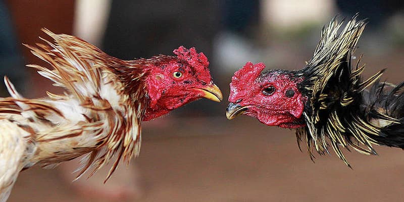 Chế độ dinh dưỡng và phục hồi sau khi vần gà