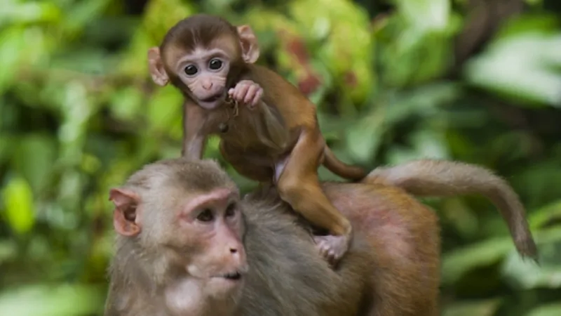 Vận mệnh tổng quan của người tuổi Thân