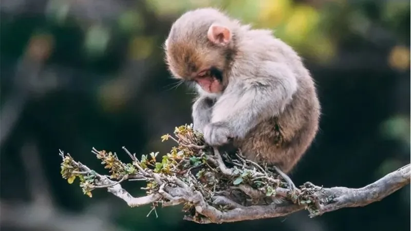 Tuổi Thân là gì?