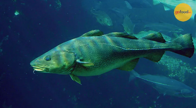 Cá tuyết Đại Tây Dương (Gadus morhua)