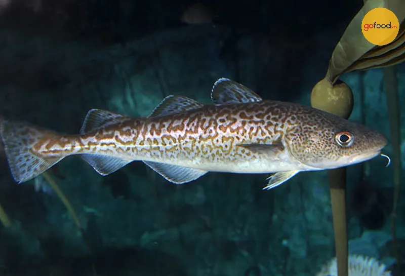Cá tuyết Thái Bình Dương (Gadus macrocephalus)