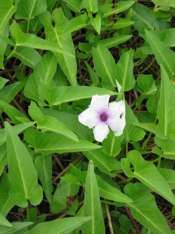 Hoa của rau muống nở vào buổi sáng, giống ý nghĩa của từ "morning glory"