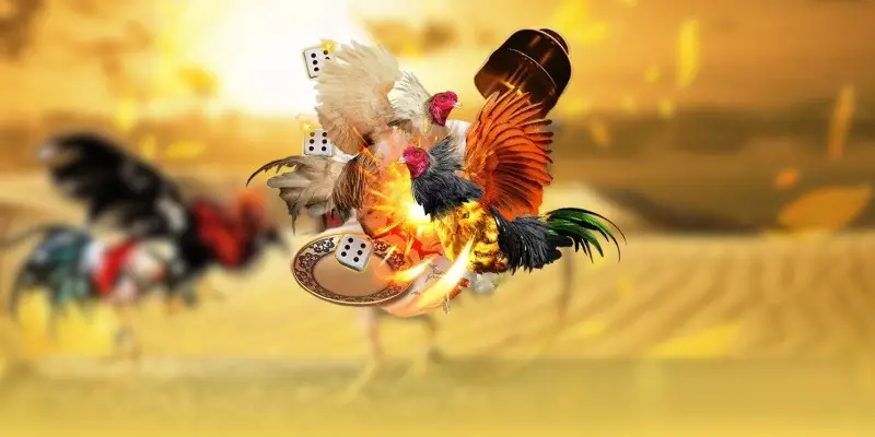 Mẹo hay giúp thành viên tối ưu trải nghiệm tại đá gà 68WIN