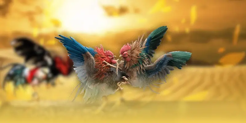 Tổng quan chi tiết về đá gà 68WIN