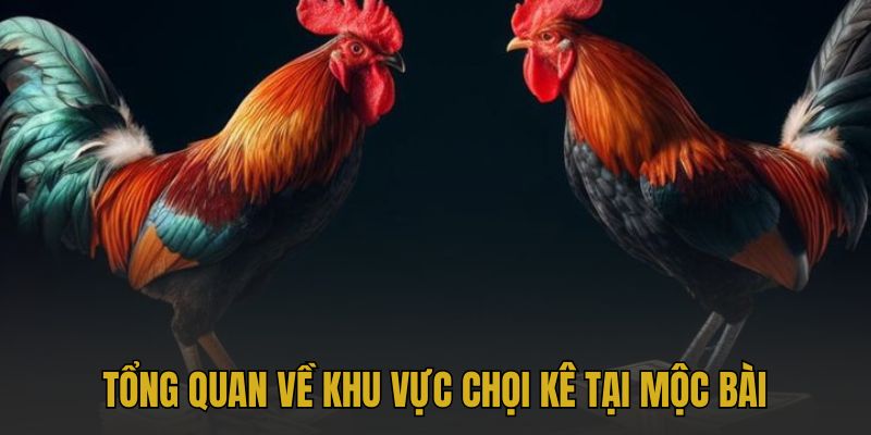 Tổng quan về khu vực chọi kê tại Mộc Bài