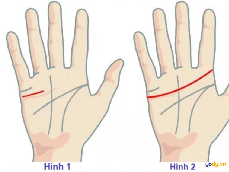 Đường tình duyên dài và rõ nét